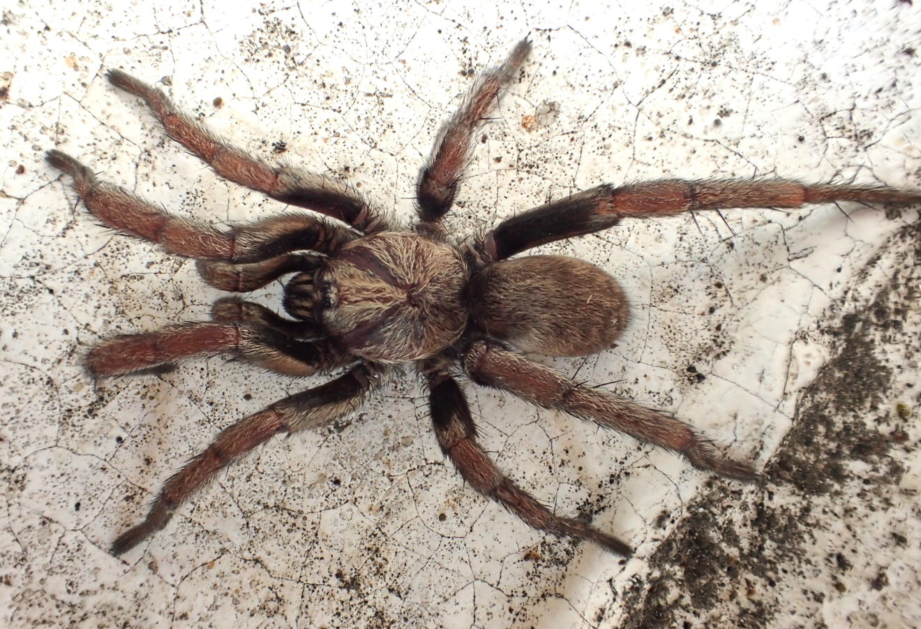 Une mygale bien de chez nous Biodiversité du pays des Paillons