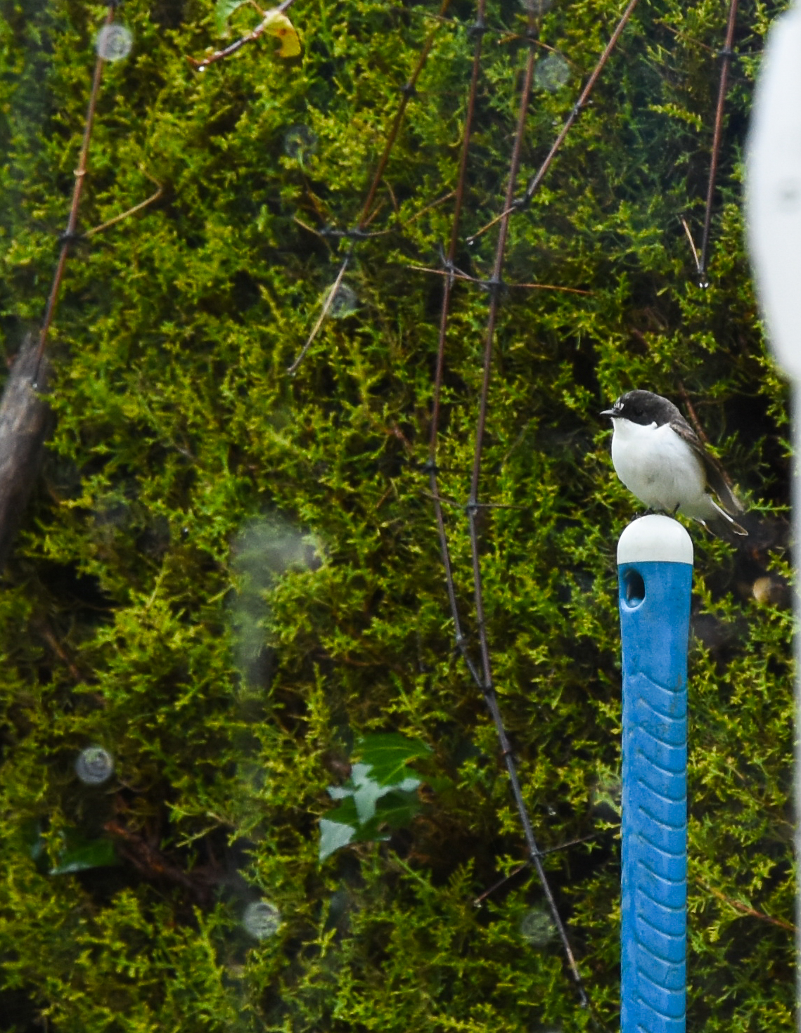 Gobemouche noir Biodiversité du pays des Paillons