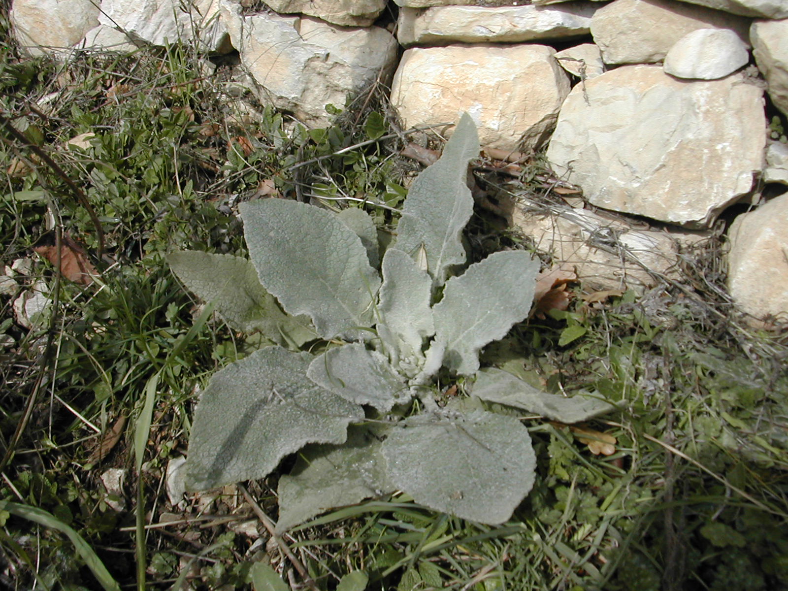 Le bouillon blanc? en tout cas une molène Biodiversité du pays des