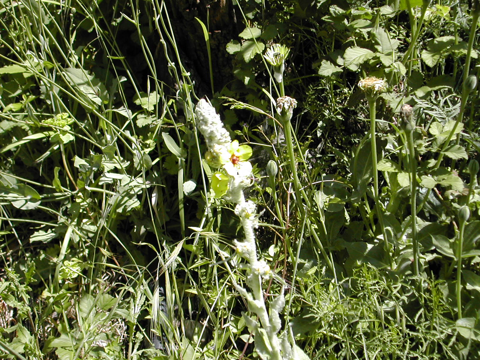 Le bouillon blanc? en tout cas une molène Biodiversité du pays des