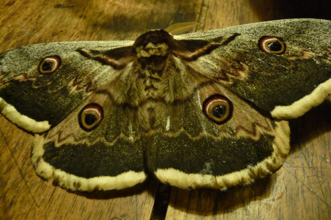 Le visiteur du soir le grand paon de nuit Biodiversité du pays des Paillons Le visiteur du soir le grand paon de nuit Biodiversité du pays des Paillons