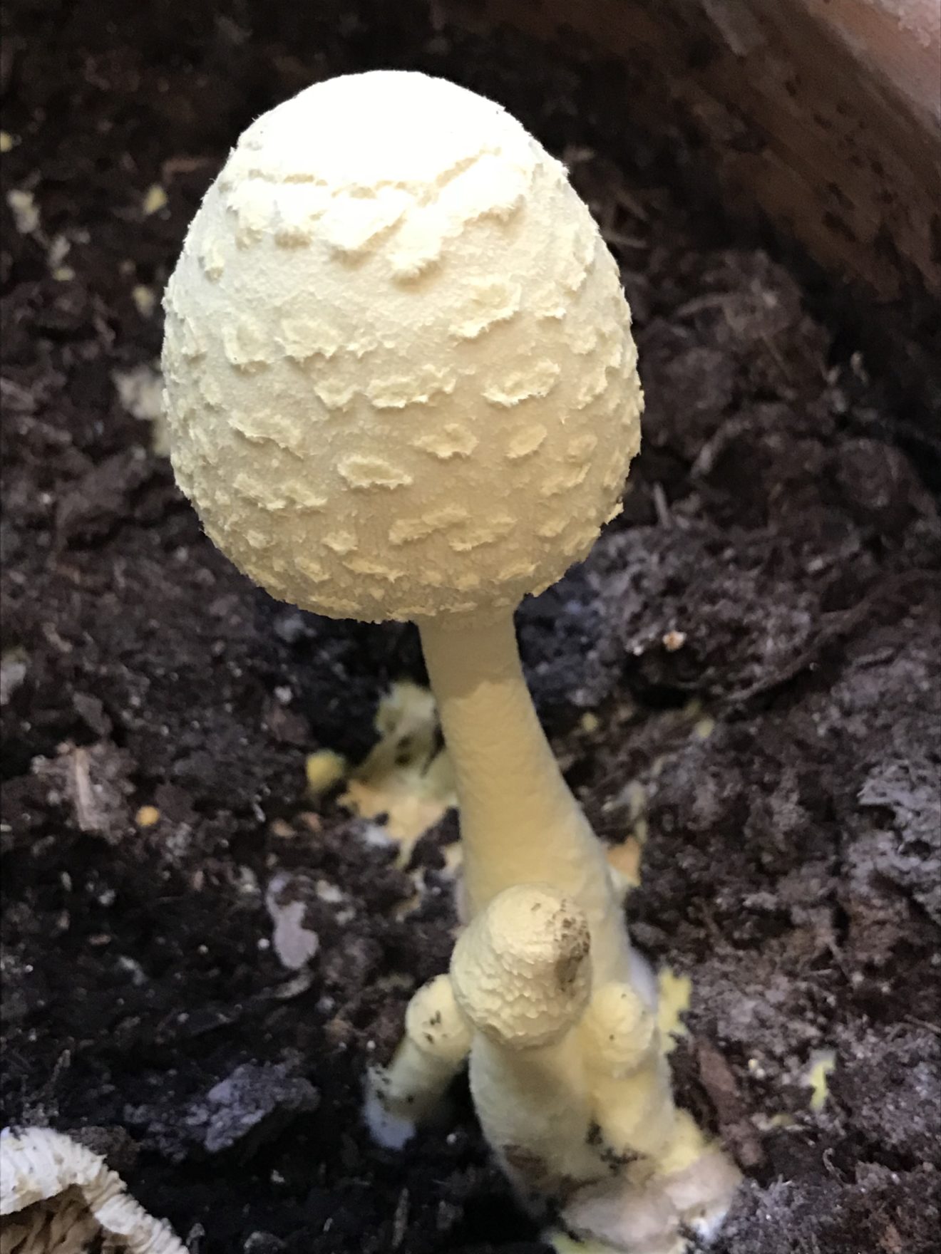 Un champignon qui pousse dans les pots de fleurs. Biodiversité du pays des Paillons