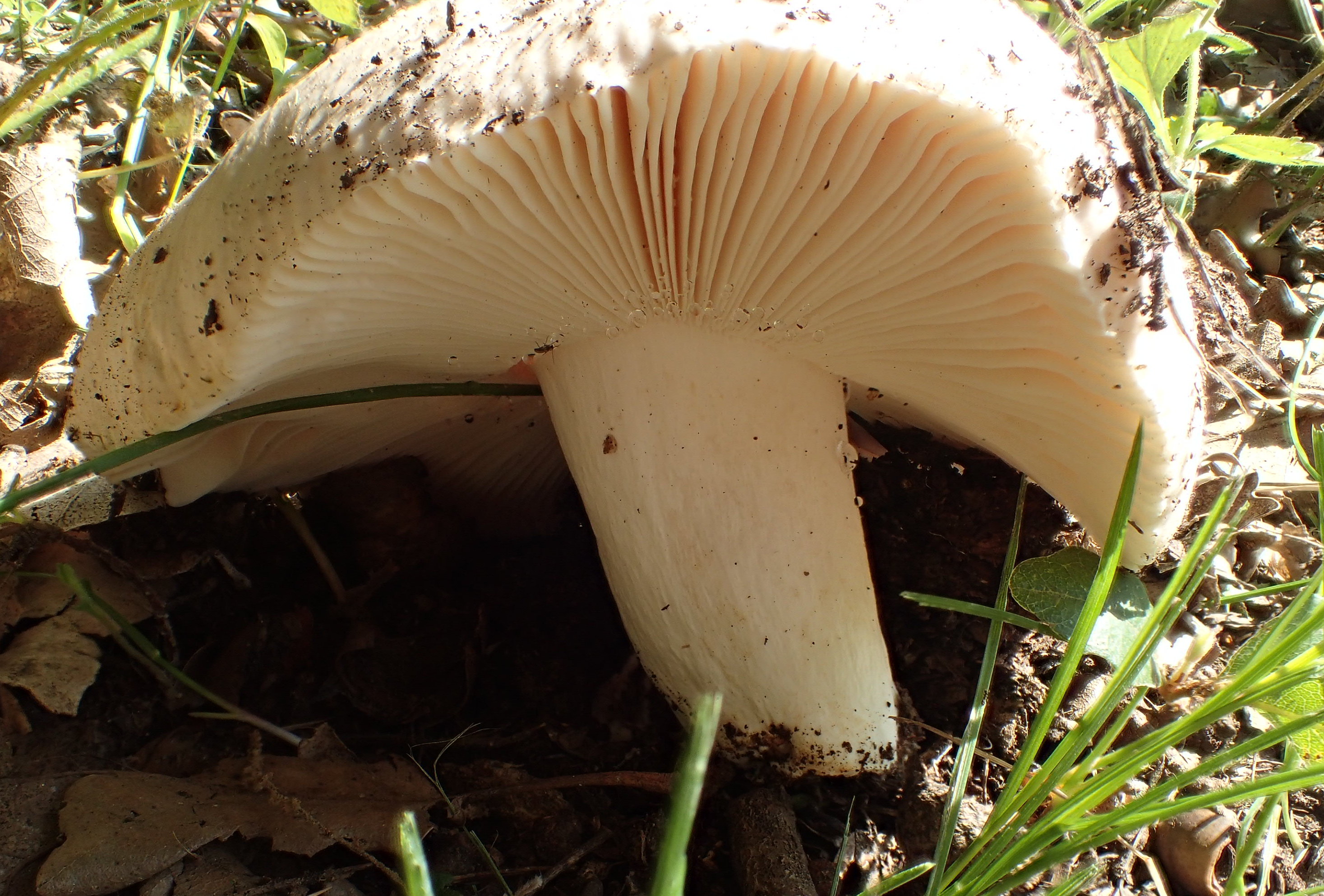 La russule du chêne vert – Biodiversité du pays des Paillons