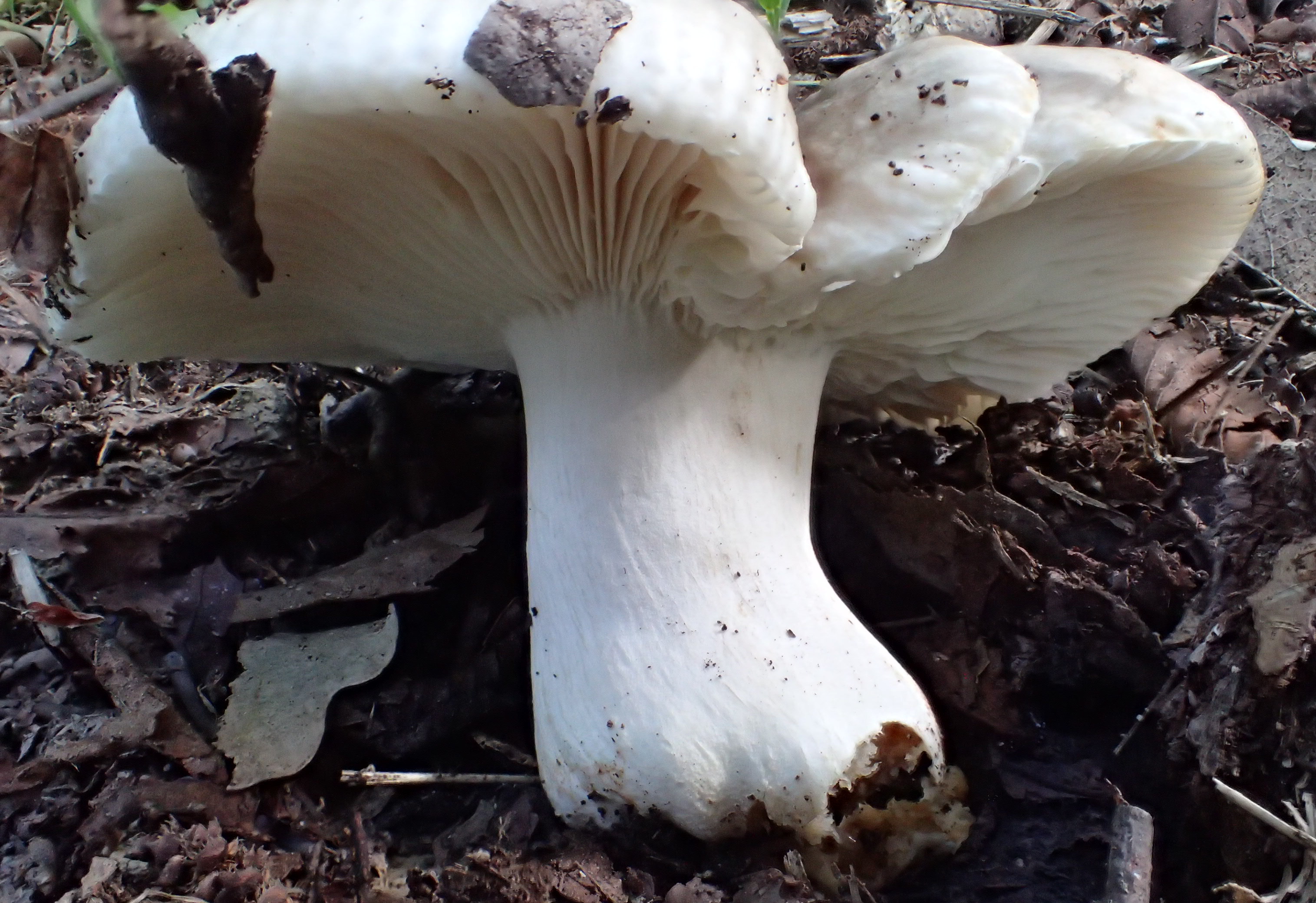 Une bonne russule – Biodiversité du pays des Paillons