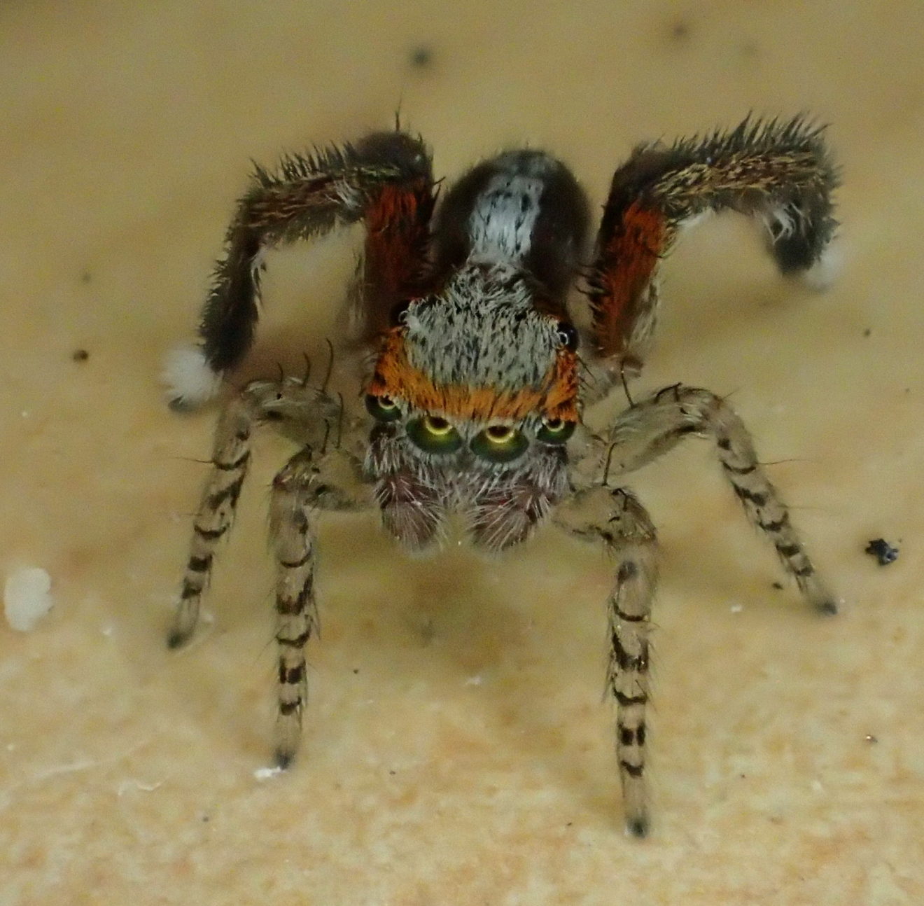 Une araignée sauteuse familière Biodiversité du pays des Paillons