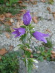 La campanule à feuilles d’ortie.