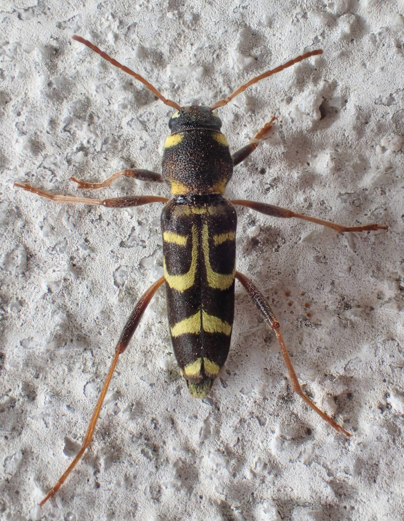 Un joli capricorne du bois de chauffage Biodiversité du pays des Paillons