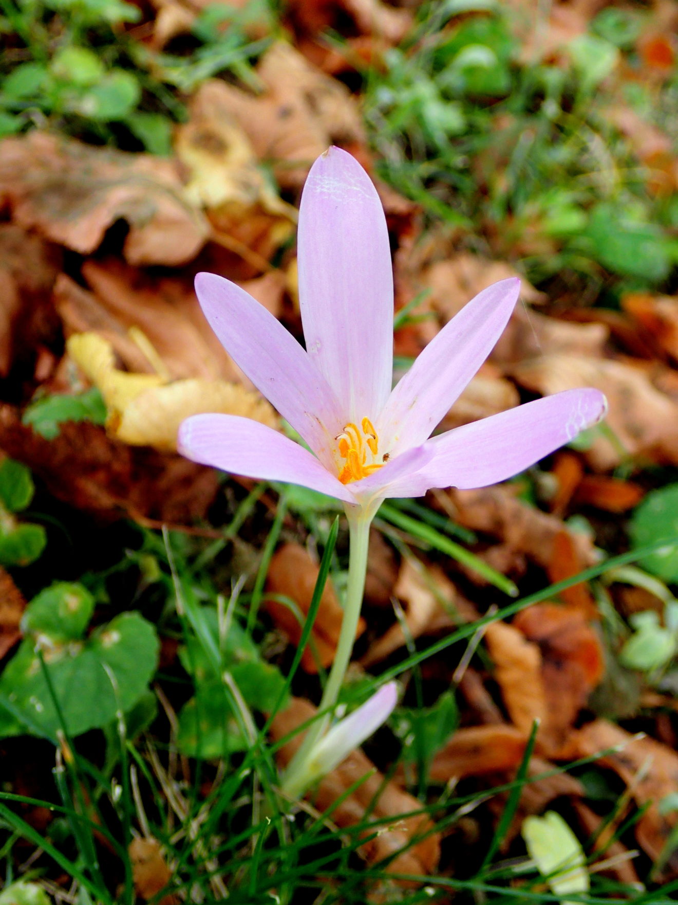 Colchiques Dans Les Prés Biodiversité Du Pays Des Paillons 