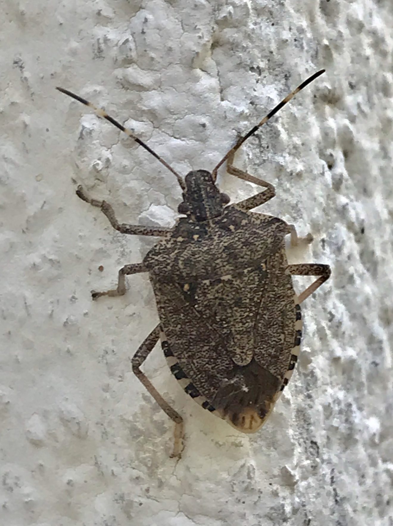 La « punaise diabolique » Biodiversité du pays des Paillons