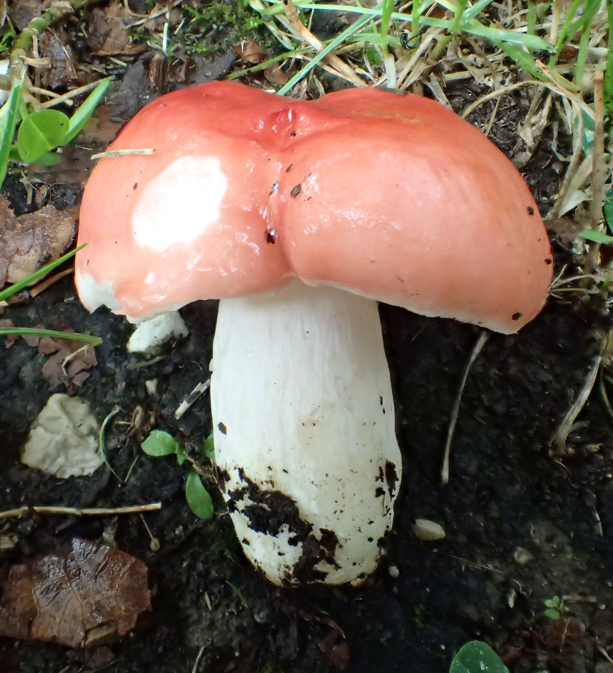 La russule jolie – Biodiversité du pays des Paillons