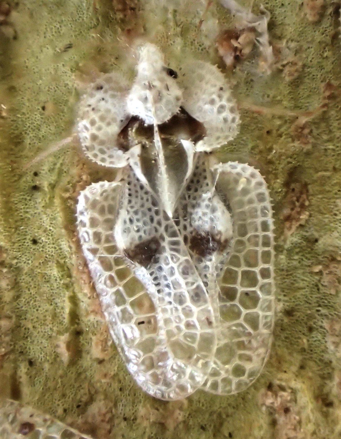 Le tigre du platane Biodiversité du pays des Paillons