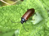 Un coléoptère sur une Menthe