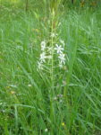 La phalangère à fleur de lis