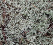 Des lichens terrestres.