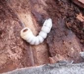 un habitant dans un vieux cerisier