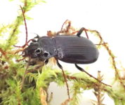 Des coléoptères sous un morceau de bois