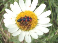 Les butineurs de marguerites