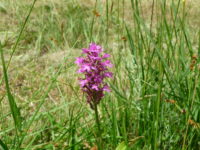 Une autre orchidée violette