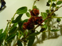 Coriaria myrtifolia – Sumac de Provence